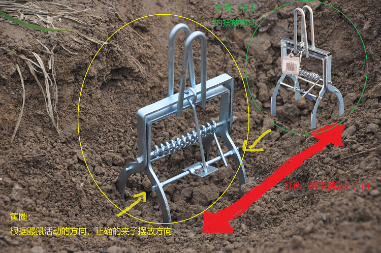 景隆鼴鼠捕捉器擺放